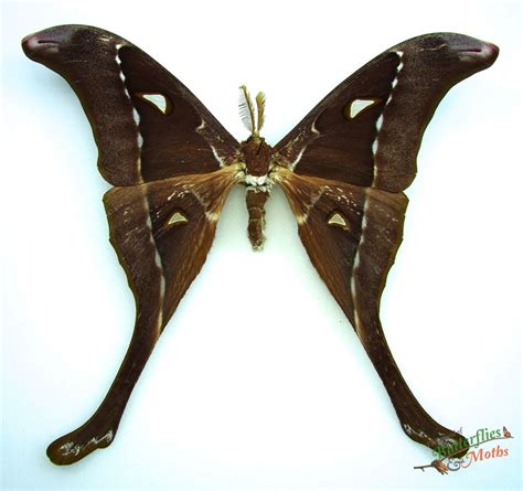 Hercules Moth Coscinocera hercules AUSTRALIA - World of Butterflies and ...