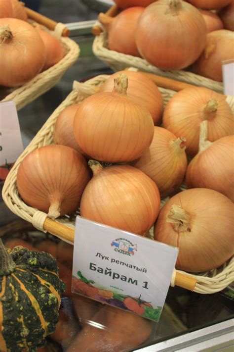 Выращивание лука репчатого из семян