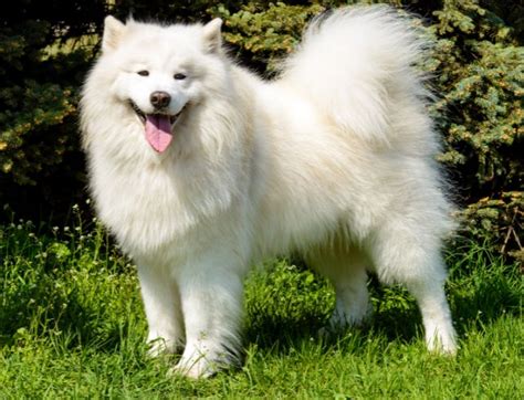 What You Must Know About The Samoyed - Lets Have Pet