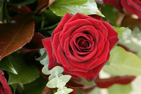 Beautiful Rose Flowers Wallpapers (52+ images)