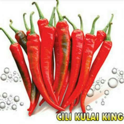 Biji Benih Cili Kulai F Hybrid Hot Pepper Shopee Malaysia