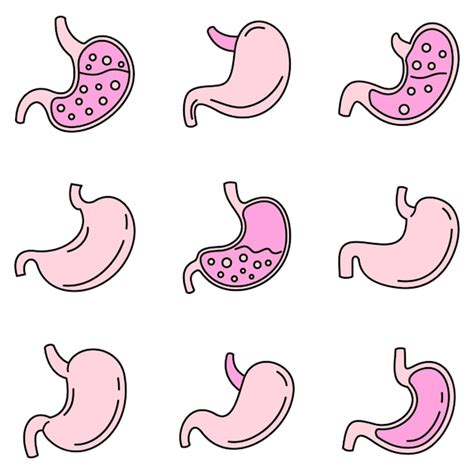 Premium Vector Human Stomach Icons Set Vector Color