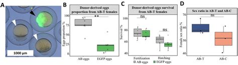 Female Germline Chimeras In Ab T Group A Example Of A Donor Derived