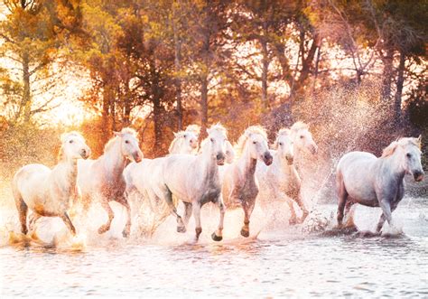 Papier Peint Panoramique Chevaux Sauvages Vue Coucher De Soleil