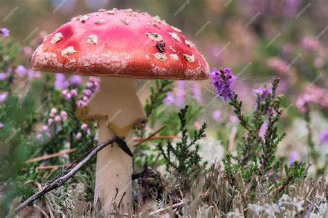 Champignon vénéneux dans un champ de bruyère dans la forêt Champignon ...