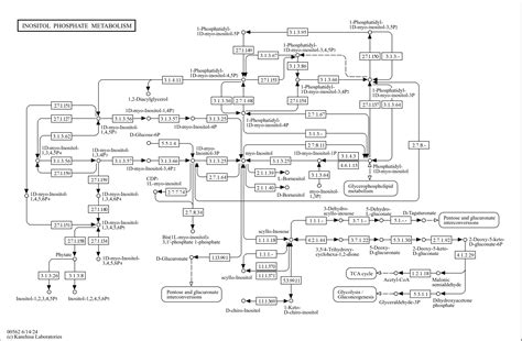 KEGG PATHWAY Inositol Phosphate Metabolism Homo Sapiens Human