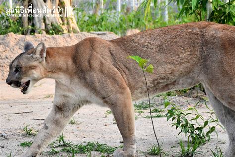 Rescued - A Pet Mountain Lion - Wildlife Friends Foundation Thailand