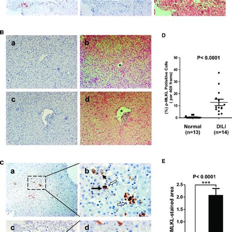 MLKL Forms Oligomers During Necrosis A Oligomerization Analysis Of