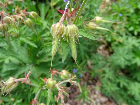 Geranium Seed Pods You Can See Where The Common Name Of Cr Flickr