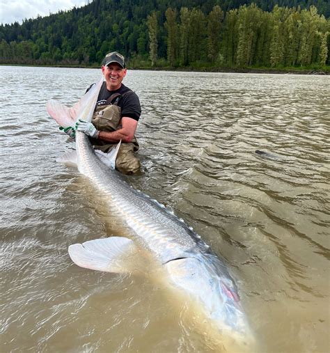 White Sturgeon in the Fraser River - Mainlanders Sport Fishing