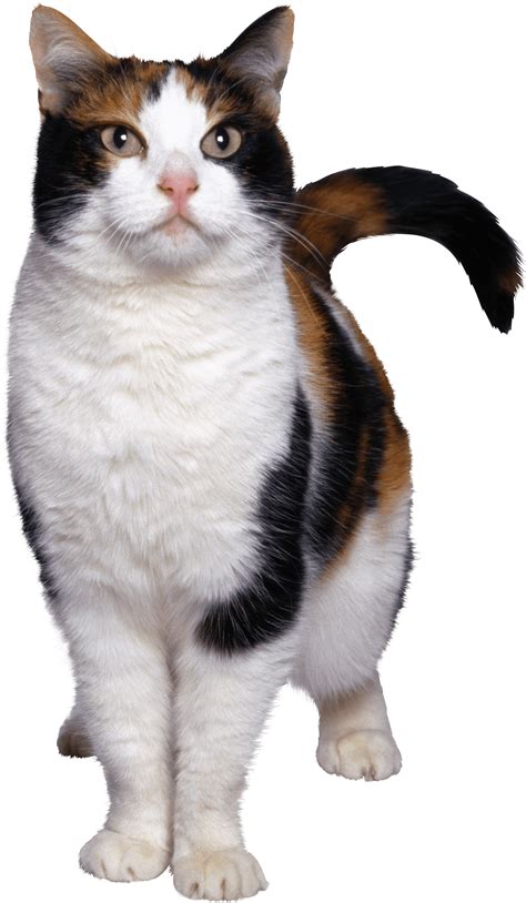 Cat Png Image Download Picture Kitten Transparent Hq Png Download