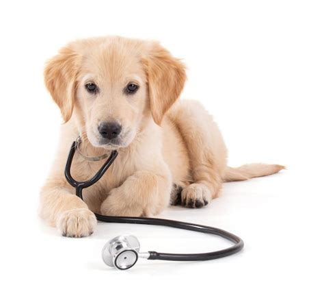 Dog Stethoscope Images Free Download On Freepik