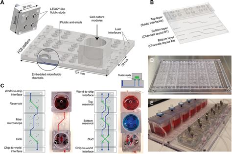 A Modular Microfluidic Organoid Platform Using Lego‐like Bricks