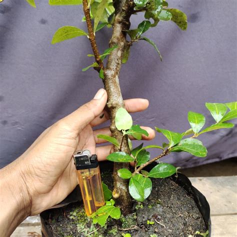 Jual Bonsai Sianci Akar Banyak Subur Harga Murah Shopee Indonesia