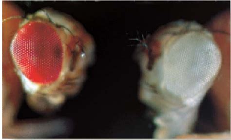 Sex Linkage Study Solutions