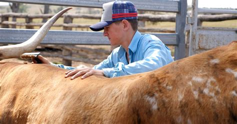 Meet The 4 Year Old Cattle Handler Who Knows His Way Around A Pair Of