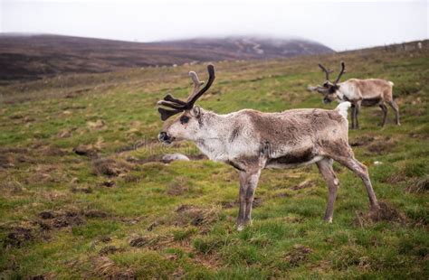 Cairngorm Reindeer Stock Image Image Of Britain Christmas