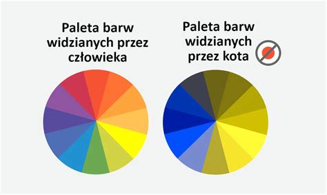 Jak Widz Koty Czy Kot Rozpoznaje Twarz Kobieta W Interia Pl