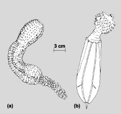 Priapulida: (a) adult şi (b) larva... | Download Scientific Diagram