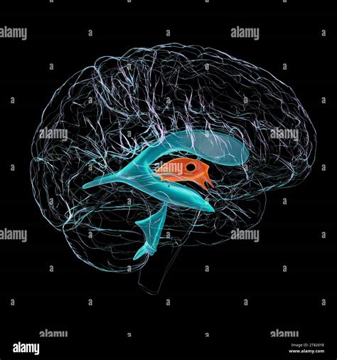 Third Brain Ventricle Illustration Stock Photo Alamy