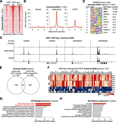 Mitochondrial Thermogenesis Can Trigger Heat Shock Response In The