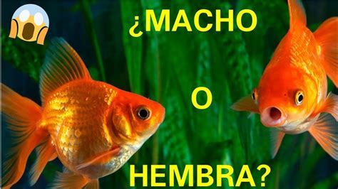 Descubre La Sorprendente Diferencia De G Nero Entre Peces Machos Vs