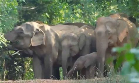 Population Of Elephants Rises In Odisha