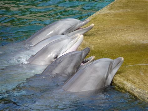Bakgrundsbilder : vatten, natur, dykning, simma, Zoo, show, biologi ...