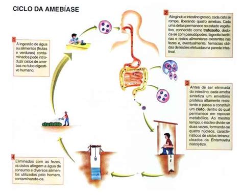 O Que Ameb Ase Sintomas Tratamento Causa Transmiss O Preven O