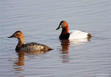 Canvasback | Ducks Unlimited