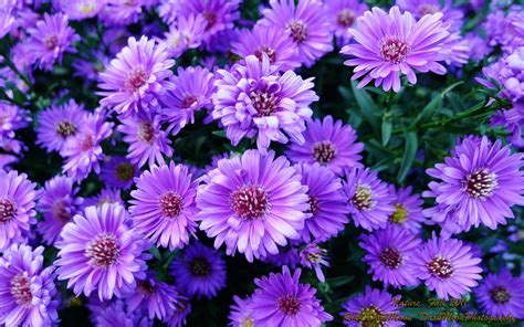 Purple Fall Flowers Wallpapers - 4k, HD Purple Fall Flowers Backgrounds ...