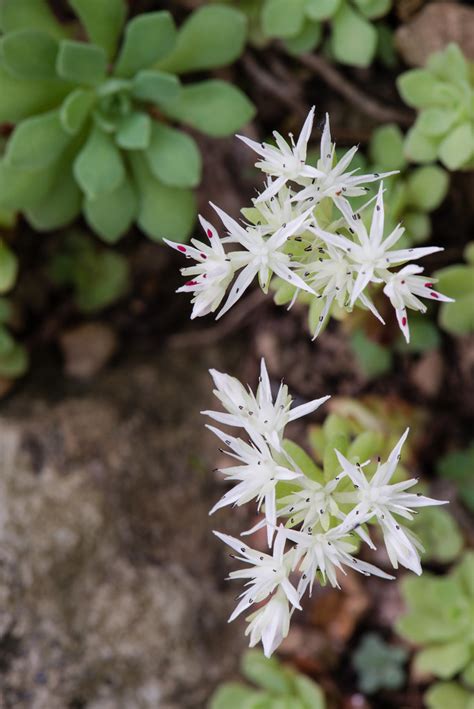 Sedum Glaucophyllum Cliff Stonecrop Blue Ridge Parkway Flickr