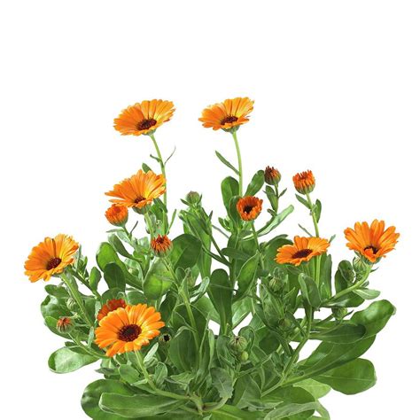 Marigold Calendula Officinalis Flowers Photograph By Science Photo