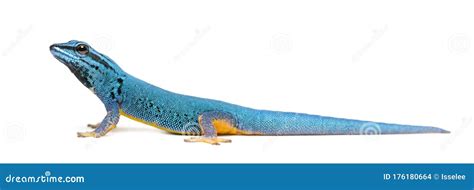 Side View Of A Electric Blue Gecko Lygodactylus Williamsi Stock Photo