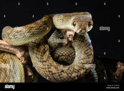 Amethystine python hi-res stock photography and images - Alamy