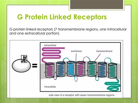 G Protein Linked Receptors Genebatman