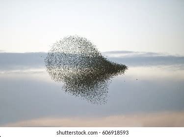 Large Flock Starlings Stock Photo 606918593 | Shutterstock