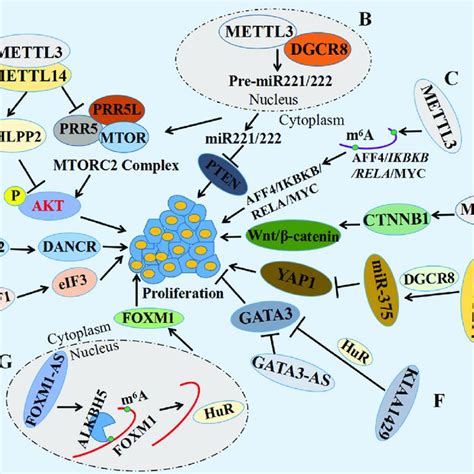 The Molecular Mechanism Of M 6 A Modulators In Cell Autophagy In