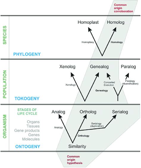 Conceptual Framework For The Study Of Homology Three Hierarchical