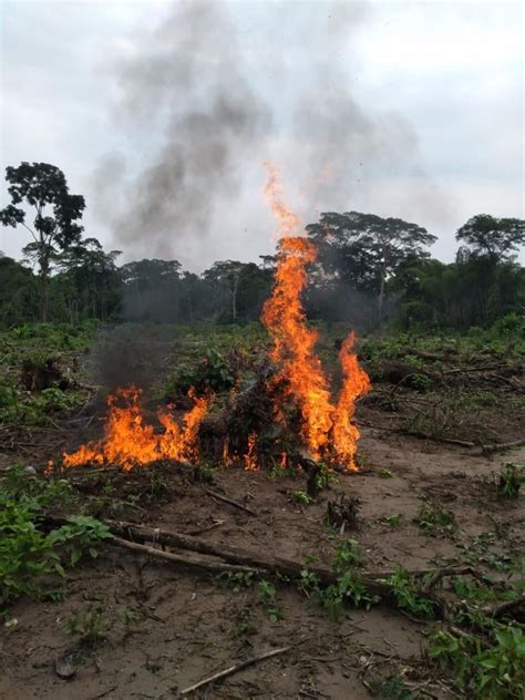 Sucumb Os Destruyen Laboratorio Y Plantaciones De Coca En Cascales