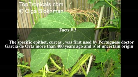 Jatropha Curcas Top Facts Youtube