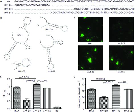 Mycobacterium Tuberculosis Mtb Specific Single Stranded Dna Ssdna