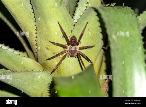 Phoneutria Fera Banana Spider Stock Photo Alamy