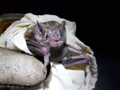 Pacific South America: Fatal vampire bat rabies outbreak predicted by 2020