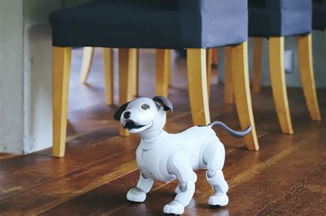 sony’s new chocolate aibo will act as watchdog over your home