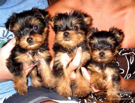 Jorkšírský teriér yorkshire terrier s PP bazar Hyperinzerce cz