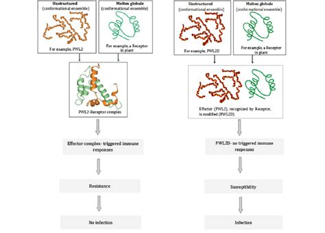 Model Proposed For The Action Of An Intrinsically Disordered Effector