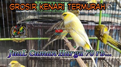 Harga Kenari 70 Rb Bahan Gacoran LOPER AF AFS F1 F2 YouTube