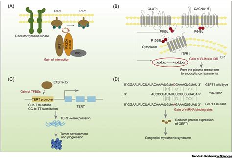 Gain Of Function Mutations An Emerging Advantage For Cancer Biology