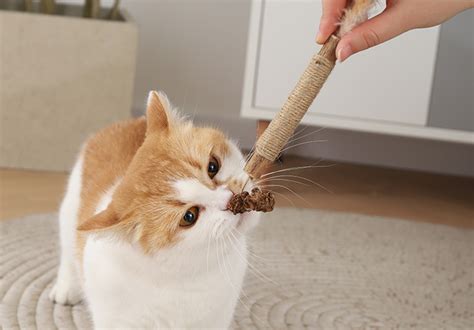 木天蓼磨牙棒猫玩具自嗨解闷逗猫棒耐咬虫瘿果羽毛猫猫小猫咪用品 阿里巴巴